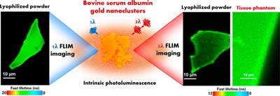 Intrinsic Photoluminescence of Solid-State Gold Nanoclusters: Towards Fluorescence Lifetime Imaging of Tissue-Like Phantoms Under Two-Photon Near-Infrared Excitation